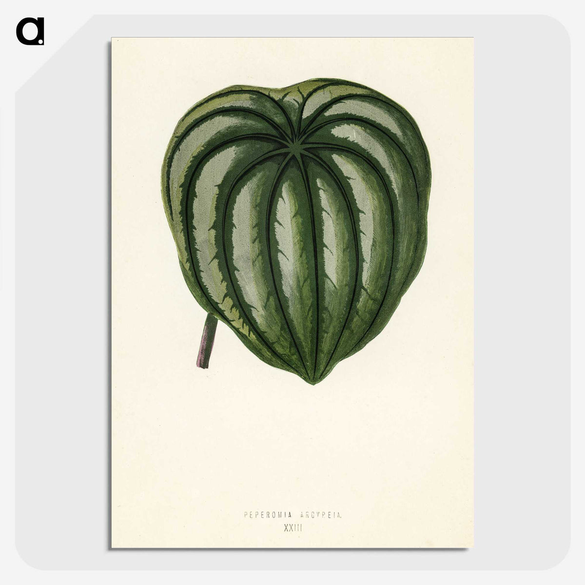 1-22_New-and-Rare-Beautiful-Leaved-Plants_picture-crop