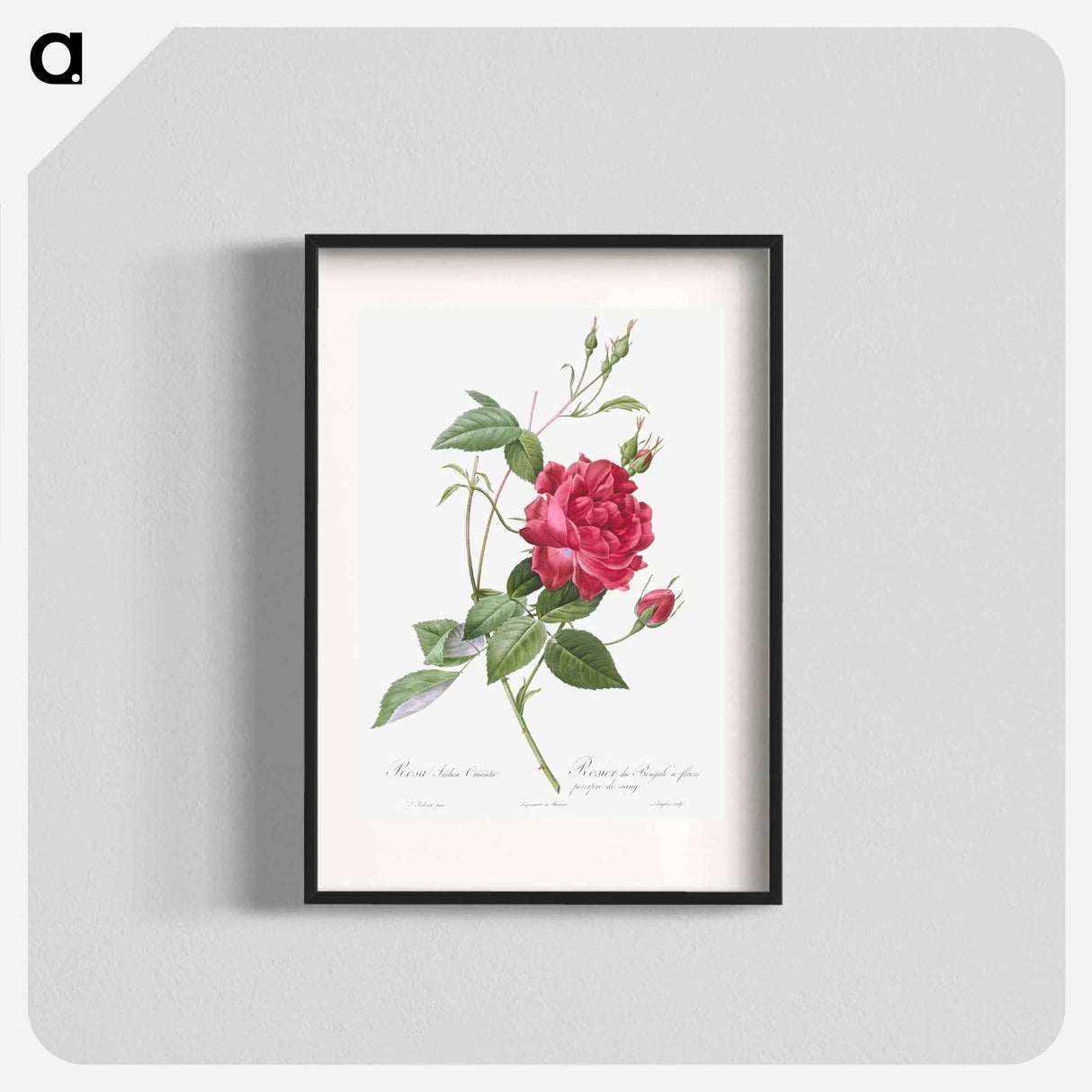 Blood-Red Bengal Rose - Pierre Joseph Redouté Poster.