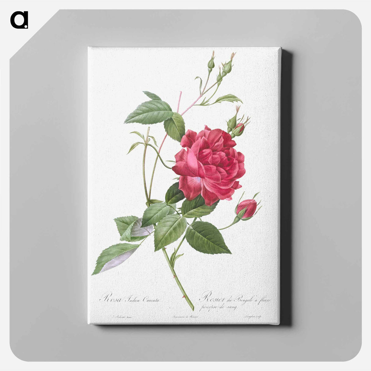 アートパネル-Blood-Red Bengal Rose - ピエール ジョゼフ ルドゥーテ Canvas.