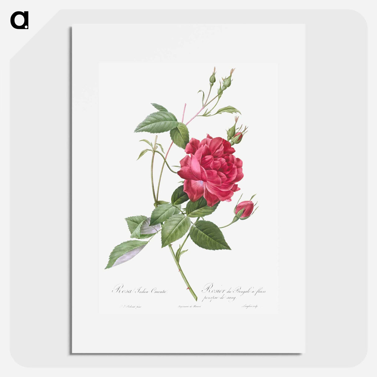 Blood-Red Bengal Rose - Pierre Joseph Redouté Poster.