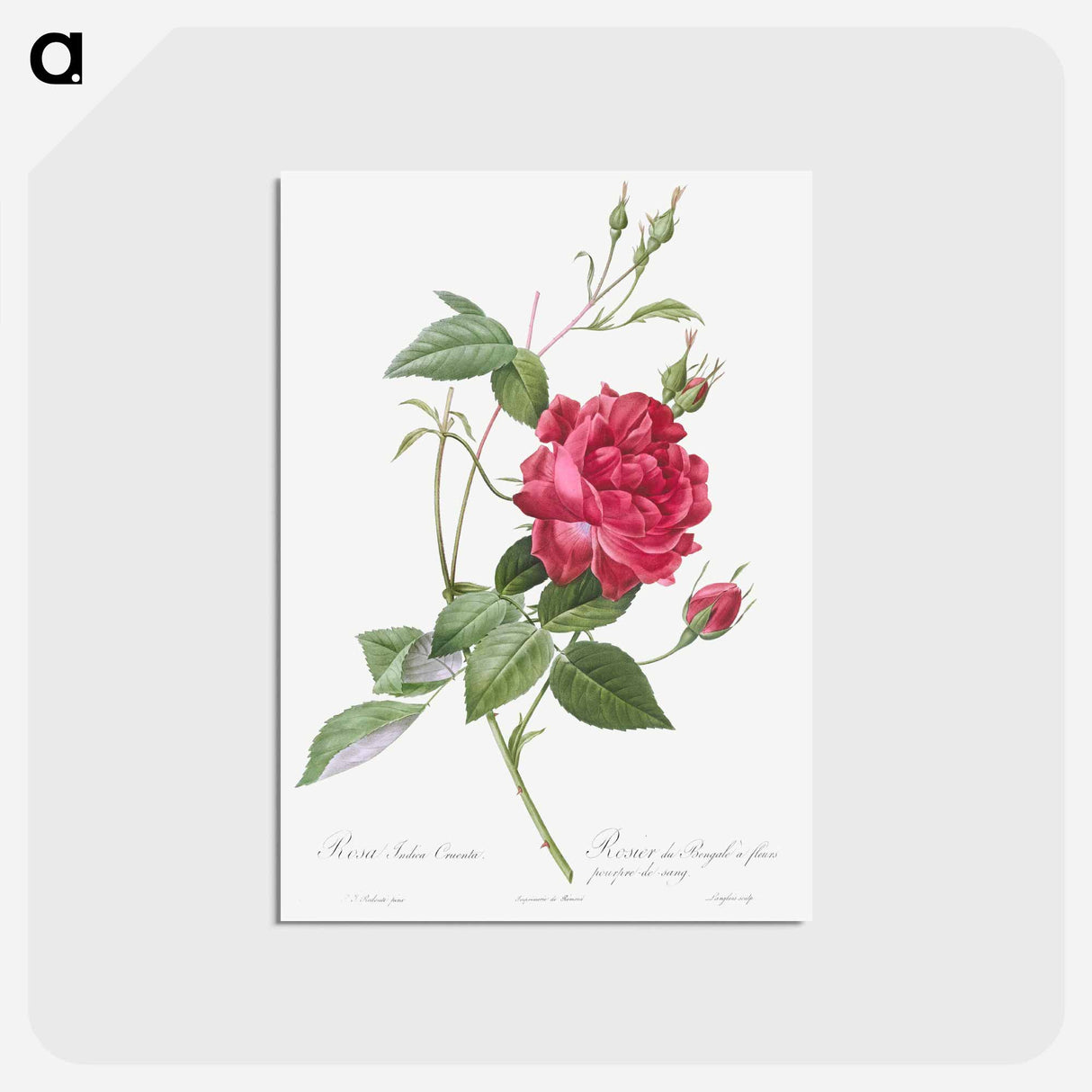 アートポストカード-Blood-Red Bengal Rose - ピエール ジョゼフ ルドゥーテ Postcard.