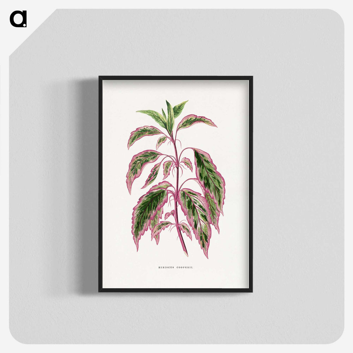 1-22_Plants-with-Colored-Foliage_blk-crop