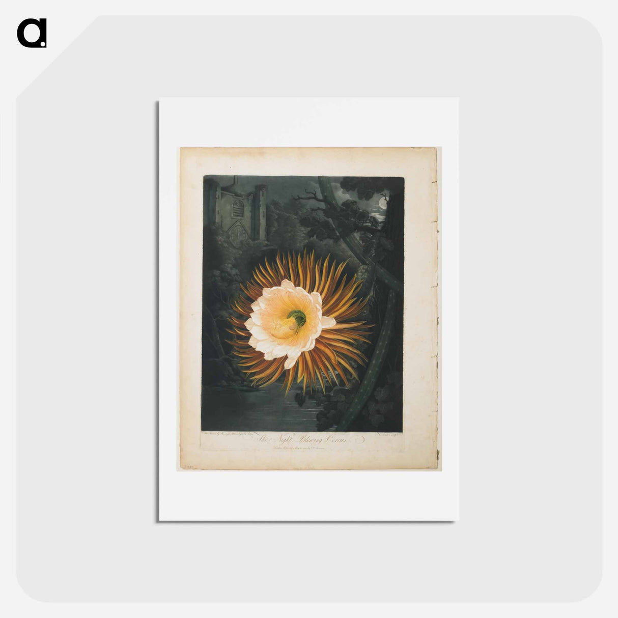アートポストカード-The Night-Blowing Cereus
- ロバート ジョン ソーントン Postcard.