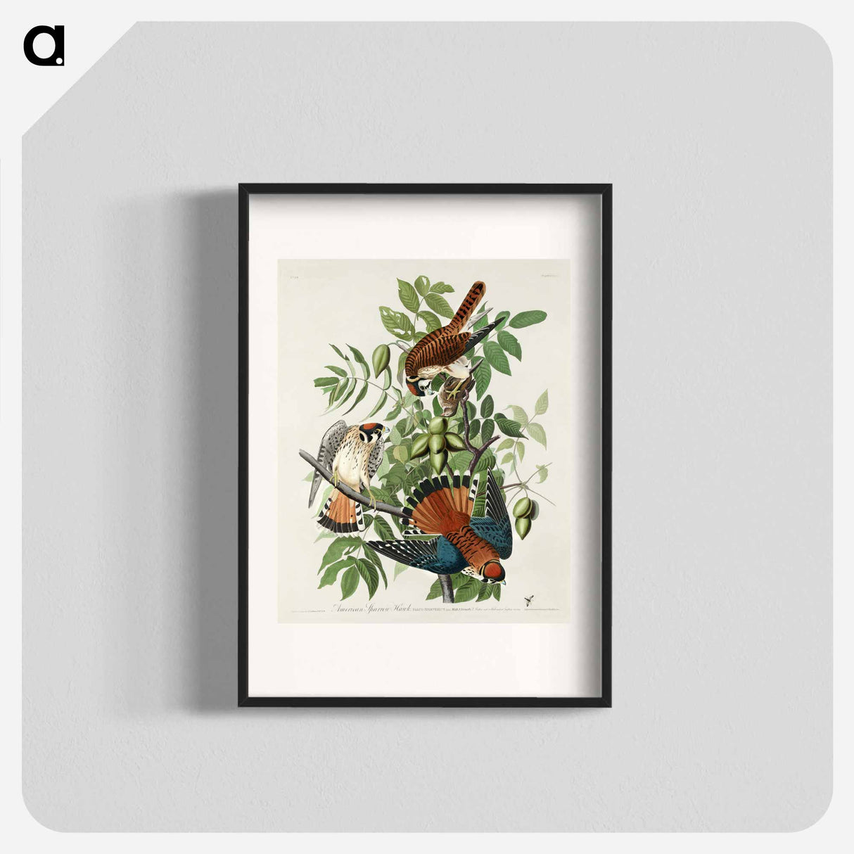 アートポスター-American Sparrow Hawk from Birds of America
- アメリカの鳥たち Poster.
