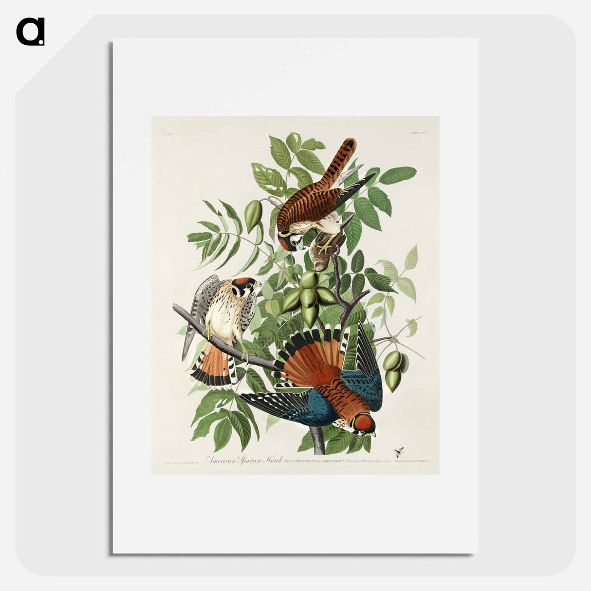 アートポスター-American Sparrow Hawk from Birds of America
- アメリカの鳥たち Poster.