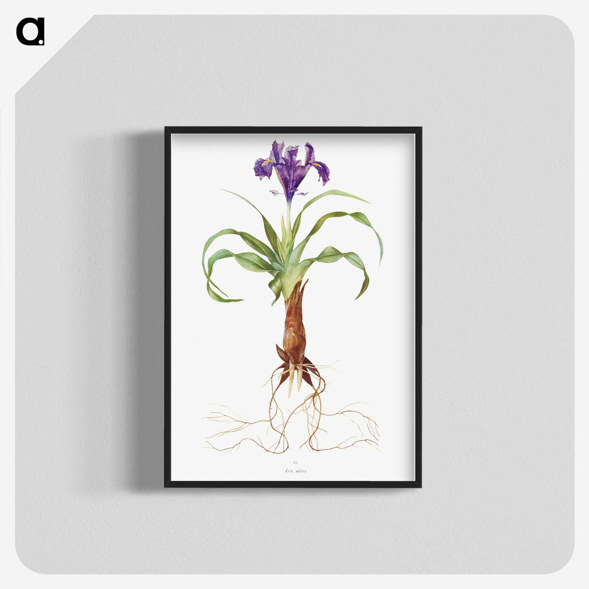 1-22_The-Genus-Iris_blk-crop