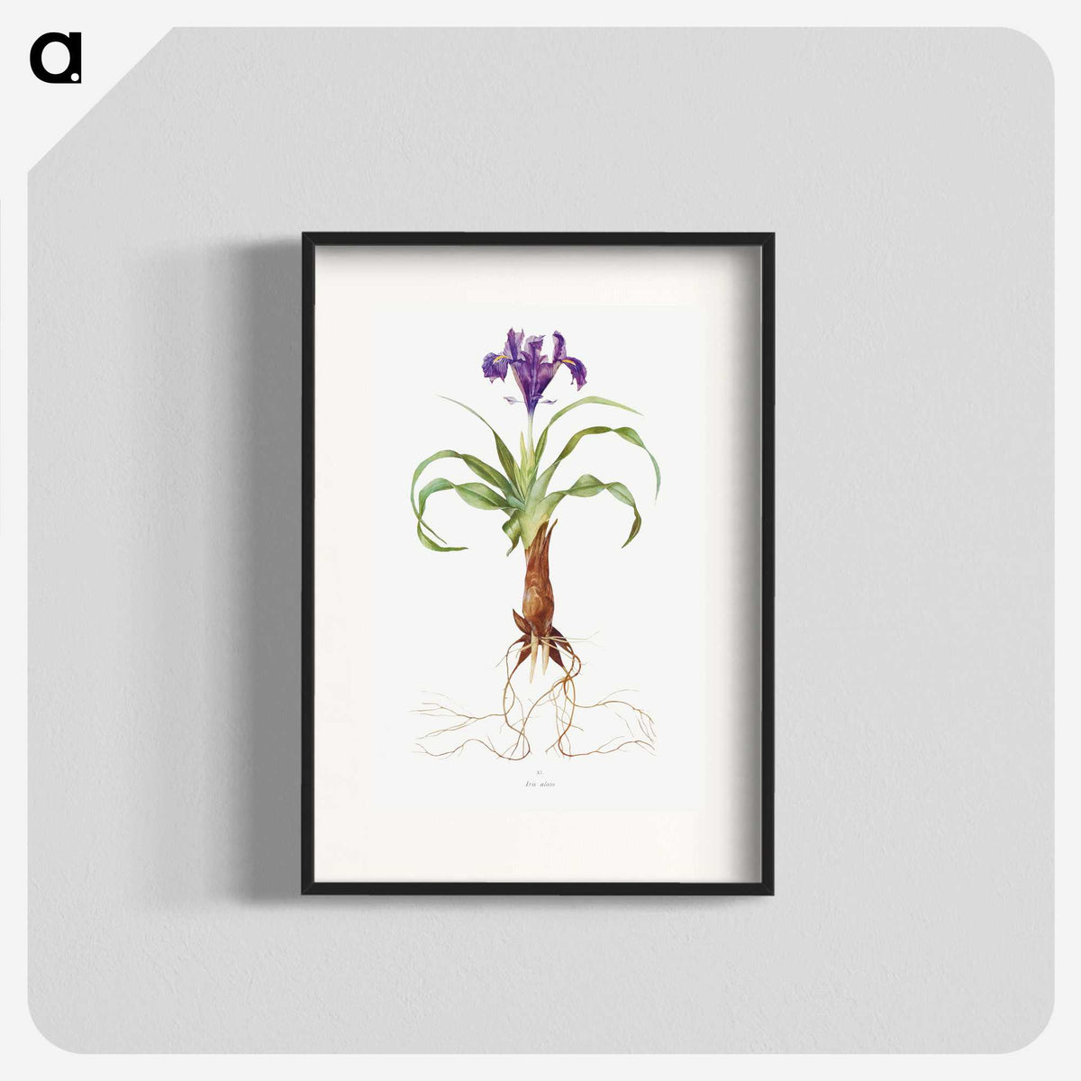 1-22_The-Genus-Iris_blk