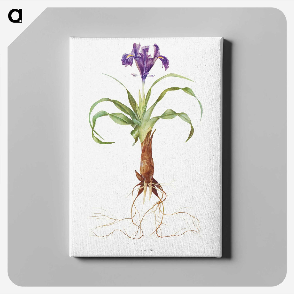 1-22_The-Genus-Iris_canvas