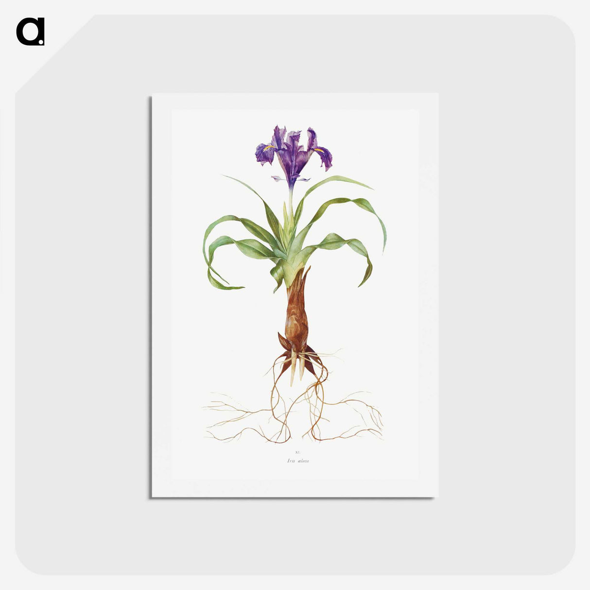1-22_The-Genus-Iris_hagaki