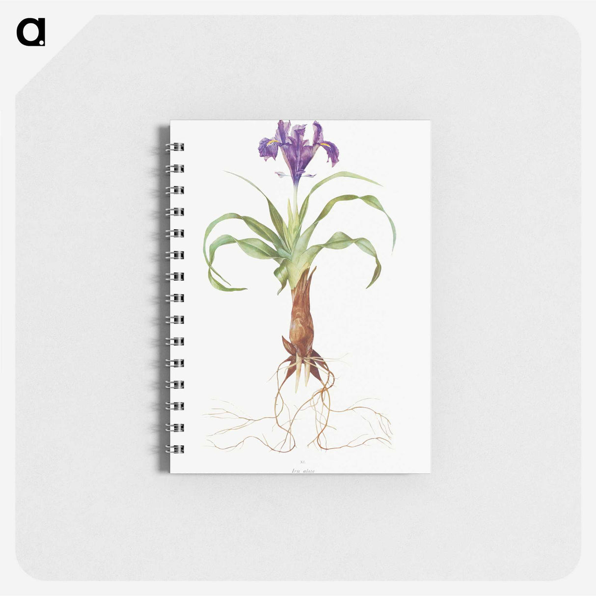 1-22_The-Genus-Iris_memo