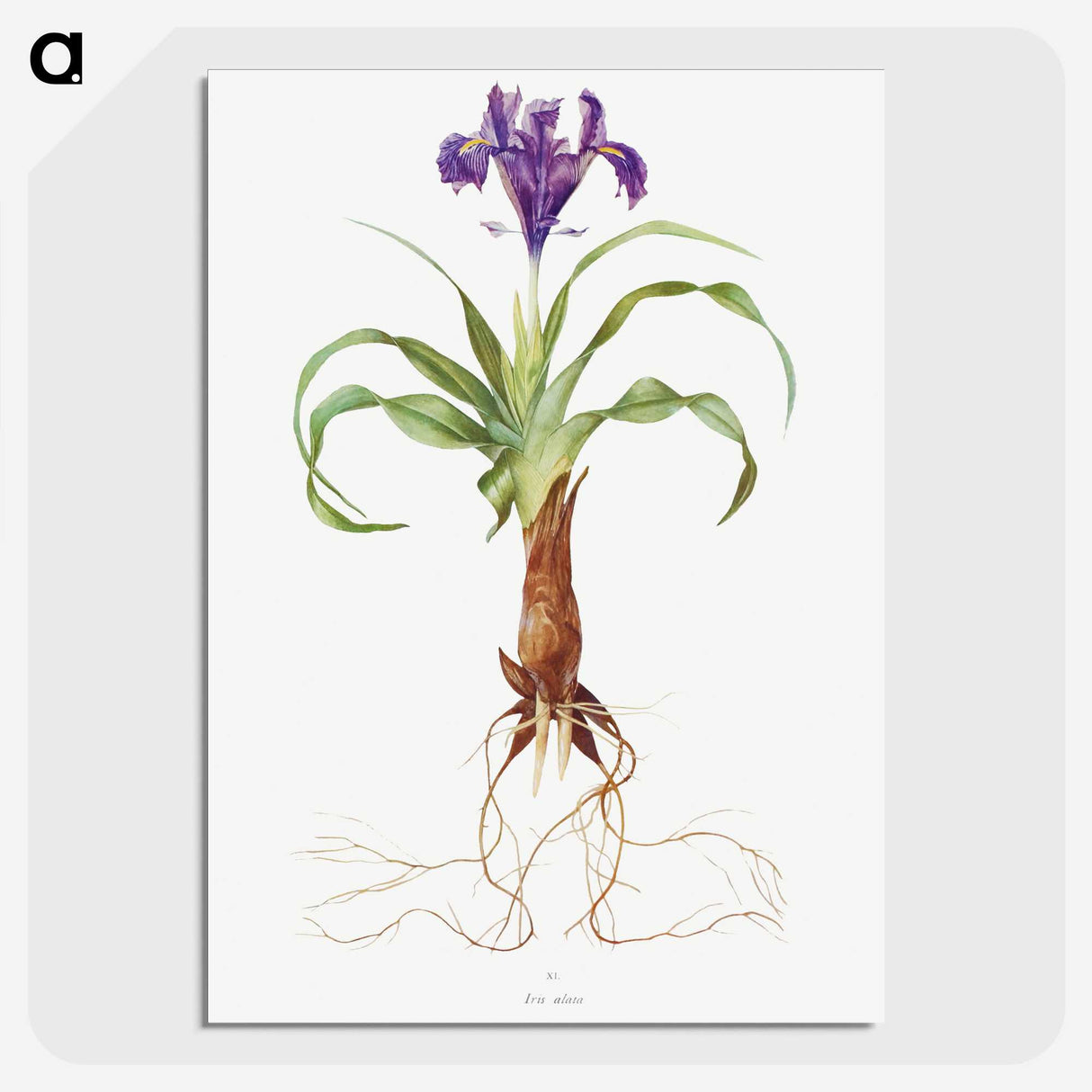 1-22_The-Genus-Iris_picture-crop