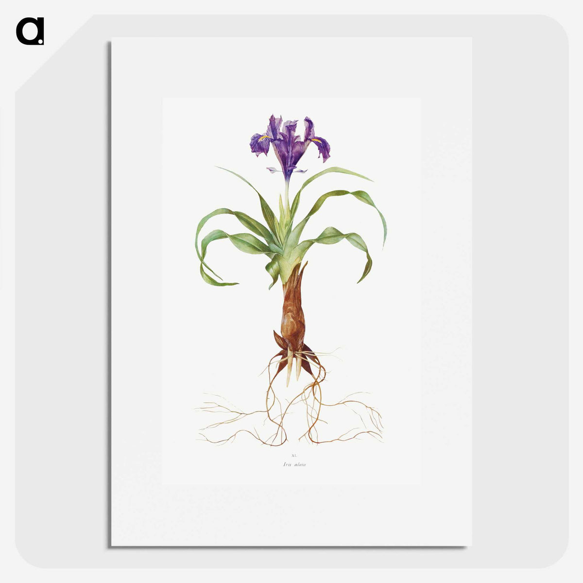 1-22_The-Genus-Iris_picture