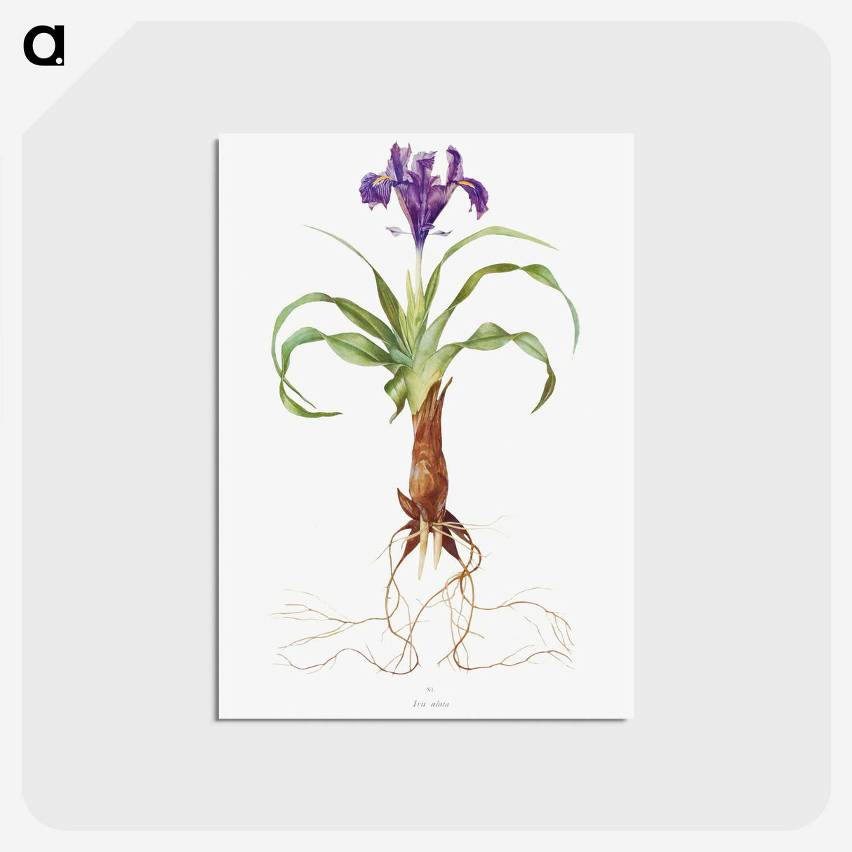 1-22_The-Genus-Iris_postcard