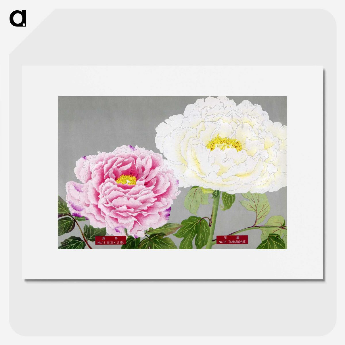 1-22_The-Picture-Book-of-Peonies_picture
