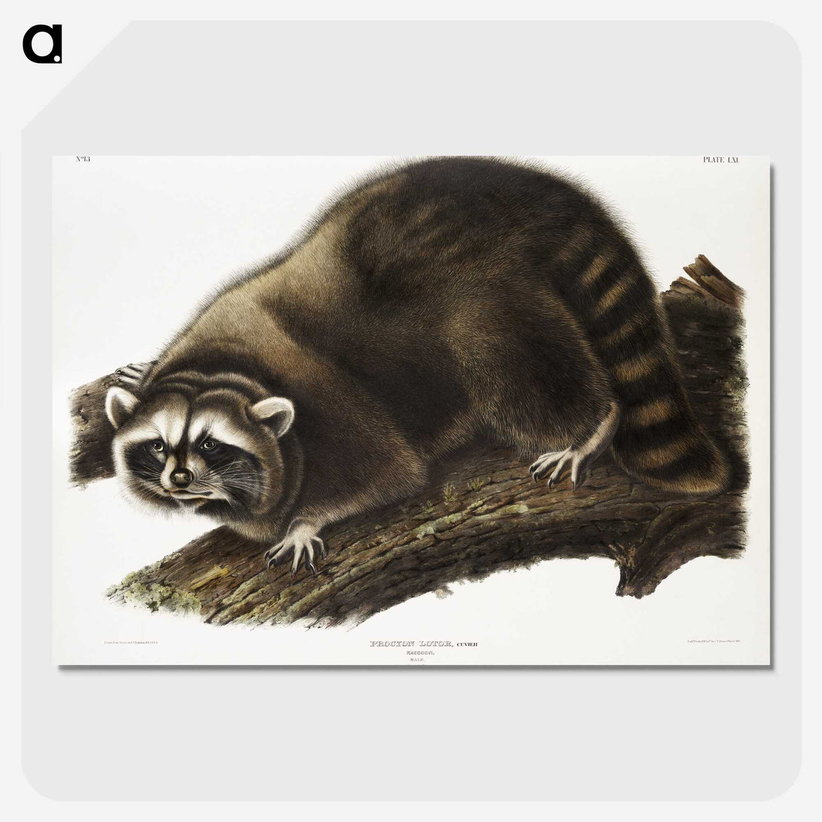 1-22_The-Viviparous-Quadrupeds_picture-crop
