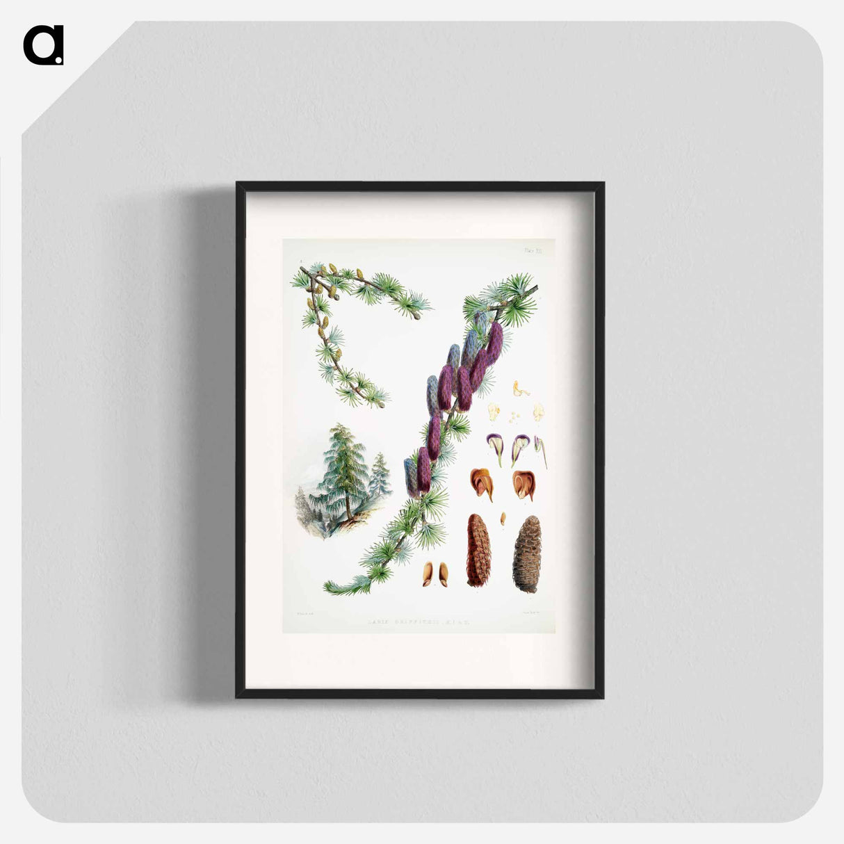 Sikkim larch - Walter Hood Fitch Poster.