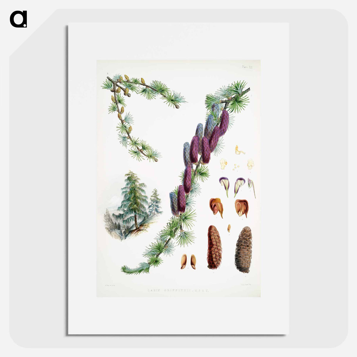 Sikkim larch - Walter Hood Fitch Poster.