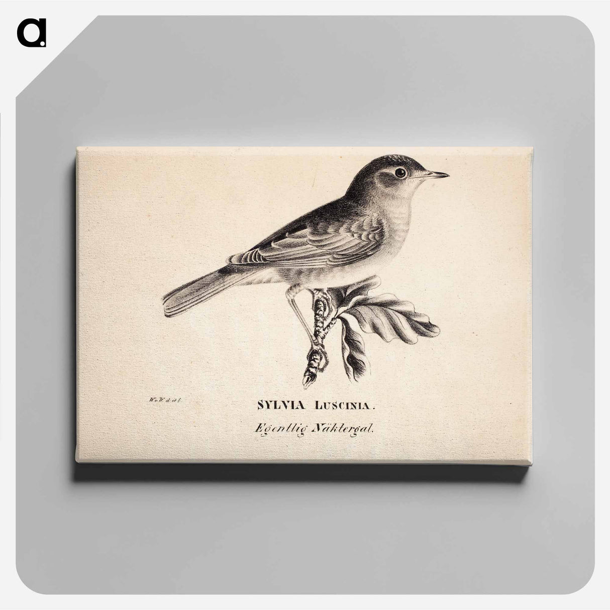 Thrush nightingale - Wilhelm von Wright Canvas.