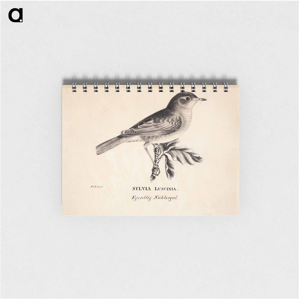 Thrush nightingale - ヴィルヘルム フォン ライト Memo.