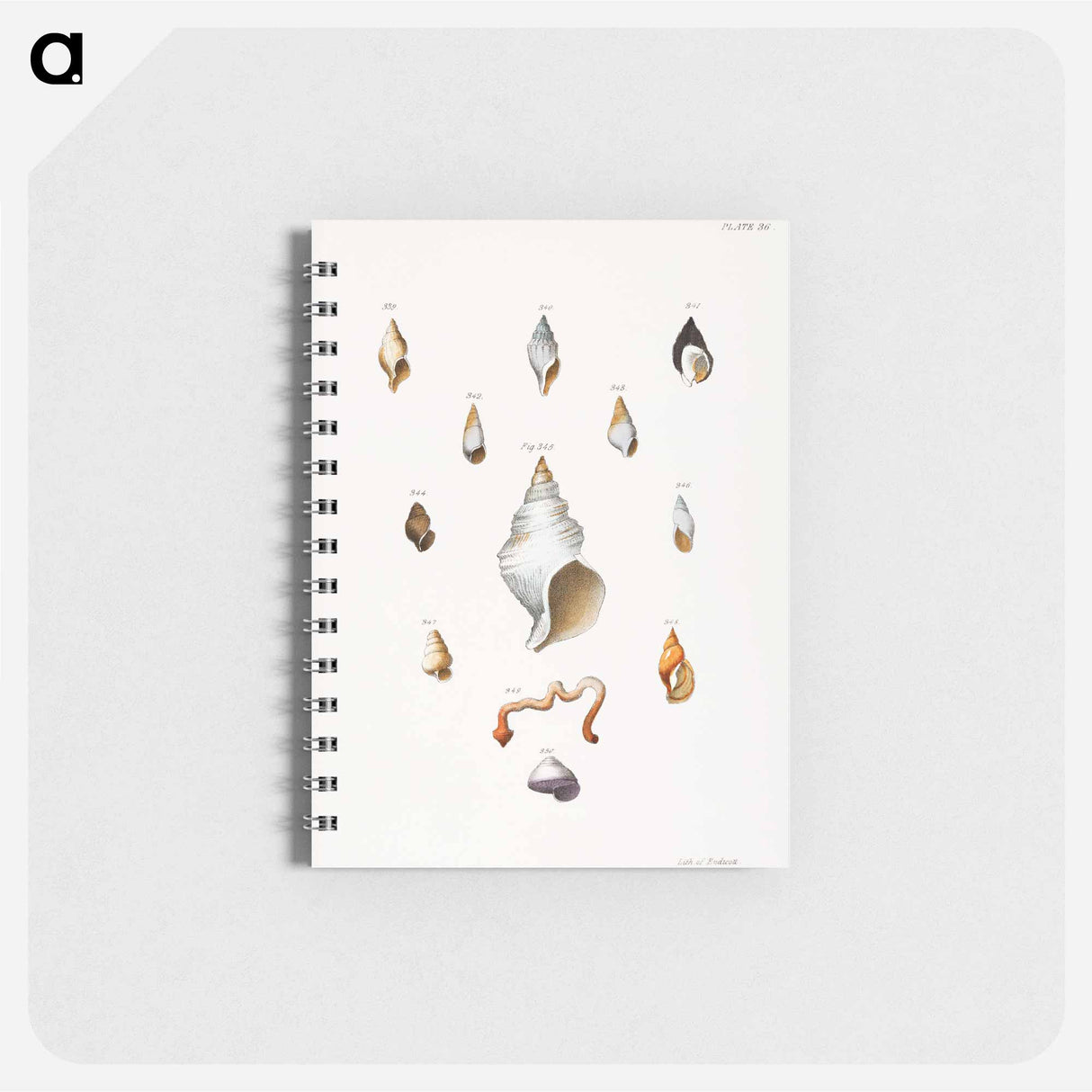 Different types of seashells illustration from Zoology of New York by James Ellsworth De Kay - ニューヨークの動物学 Memo.