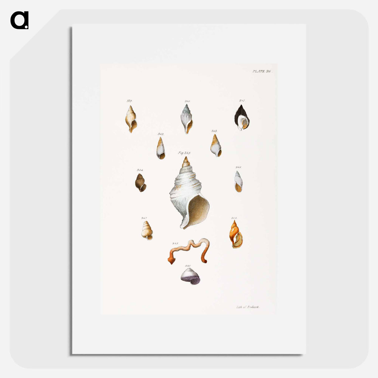 Different types of seashells illustration from Zoology of New York by James Ellsworth De Kay - ニューヨークの動物学 Poster.