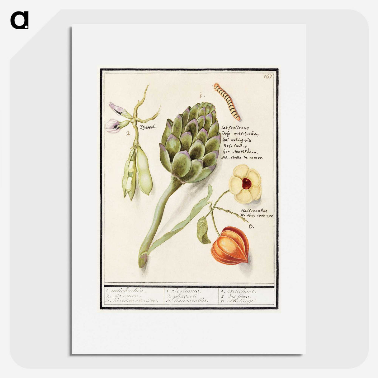 1-23_Anselmus-Boetius-de-Boodt_picture