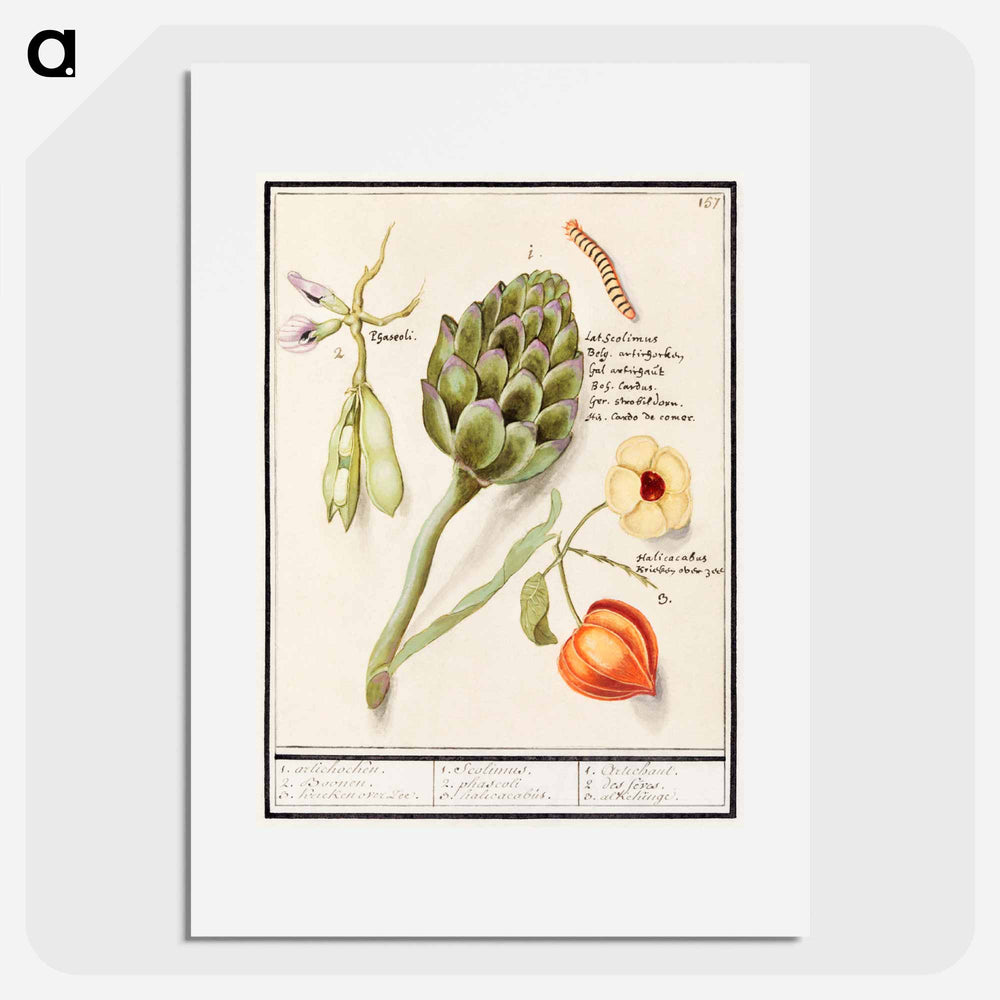 Artichoke, Cynara scolymus, broad beans, Vicia faba and lampion plant, Physalis - アンセルムス ボエティウス デ ブート Poster.