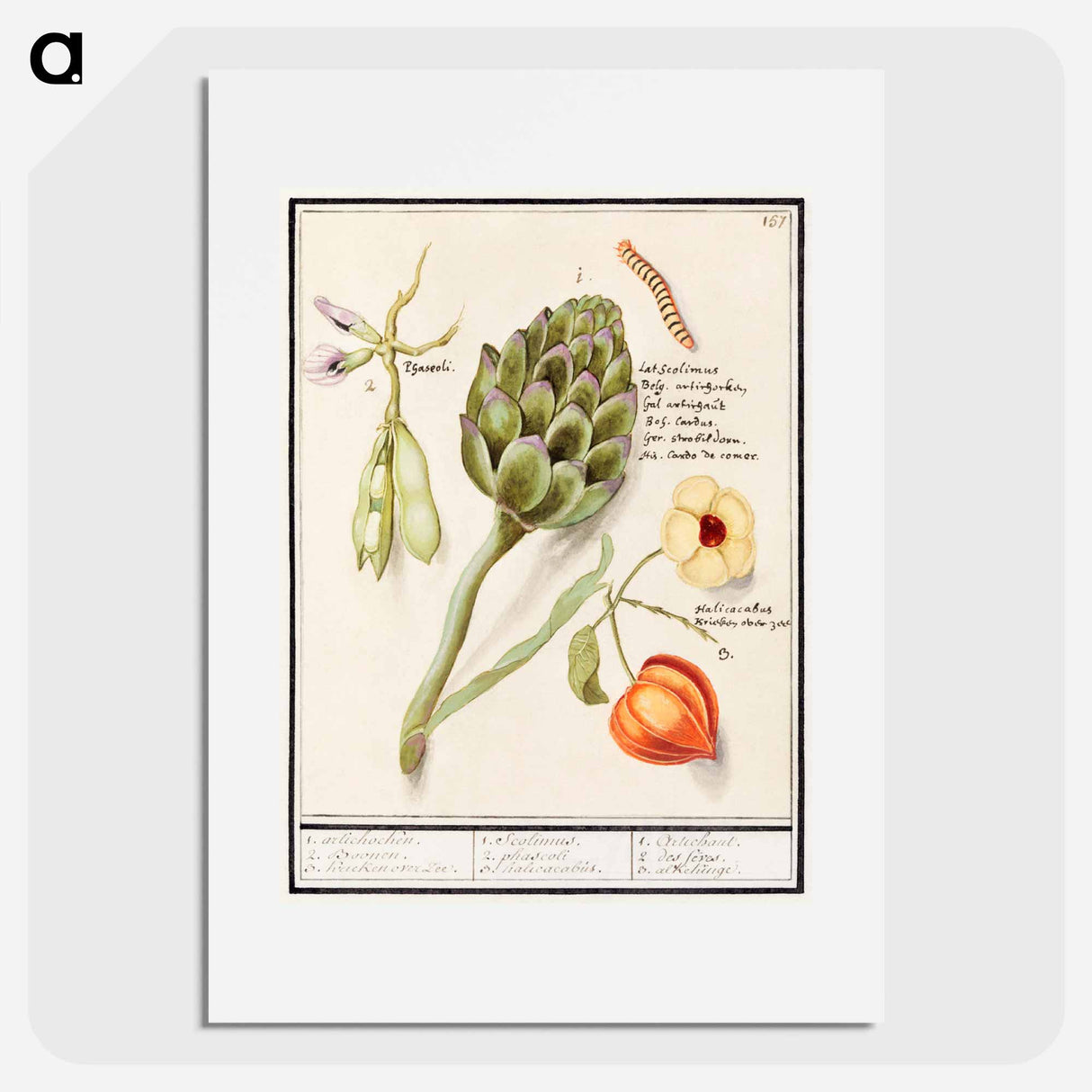 アートポスター-Artichoke, Cynara scolymus, broad beans, Vicia faba and lampion plant, Physalis - アンセルムス ボエティウス デ ブート Poster.