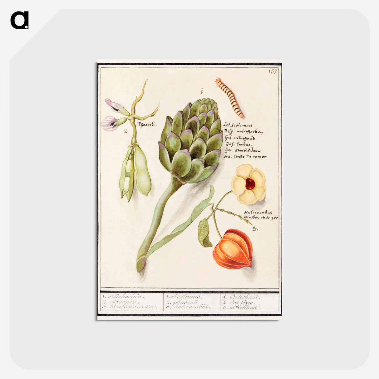 アートポストカード-Artichoke, Cynara scolymus, broad beans, Vicia faba and lampion plant, Physalis - アンセルムス ボエティウス デ ブート Postcard.