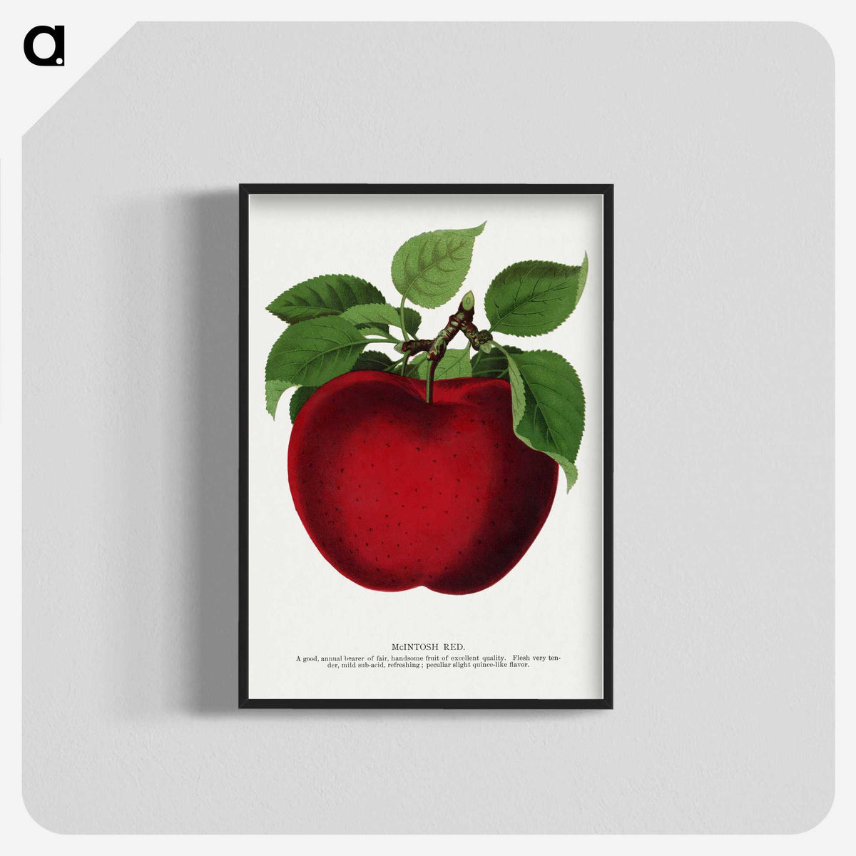 1-23_Botanical-Specimen-Plates_blk-crop