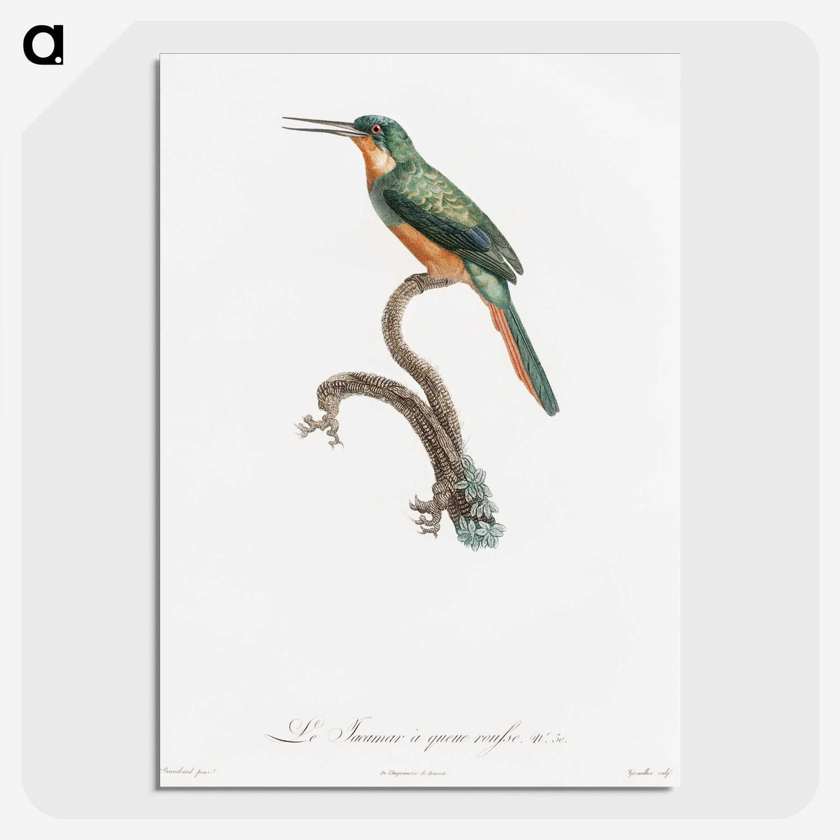 1-23_Des-Oiseaux-de-Paradis_picture-crop