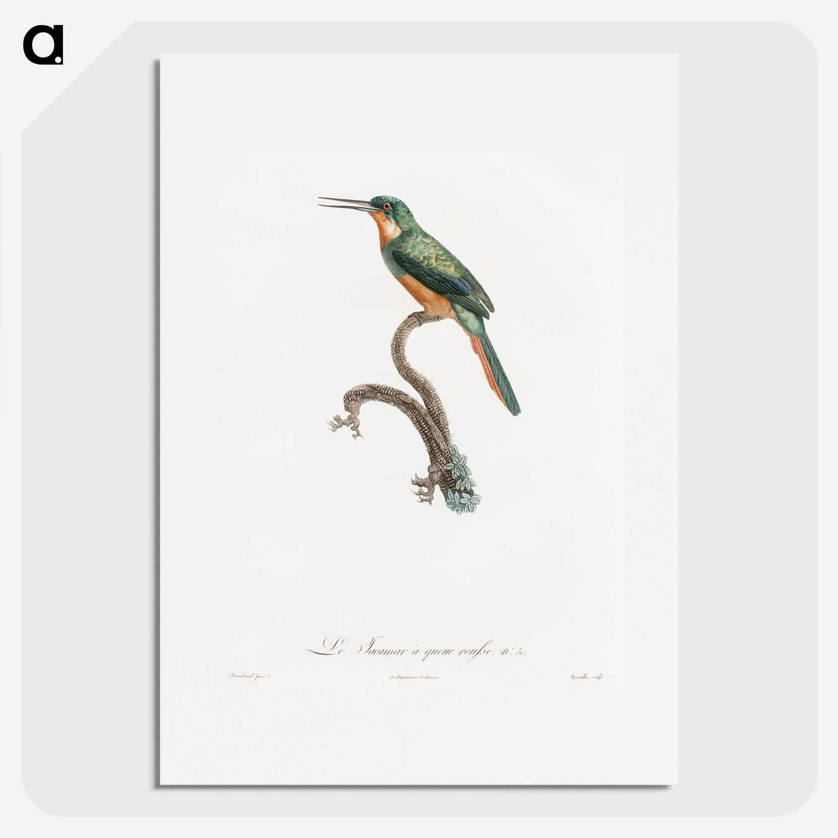 1-23_Des-Oiseaux-de-Paradis_picture