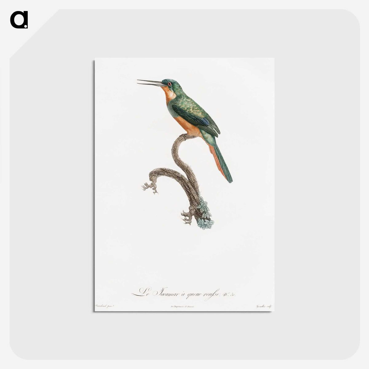 1-23_Des-Oiseaux-de-Paradis_postcard