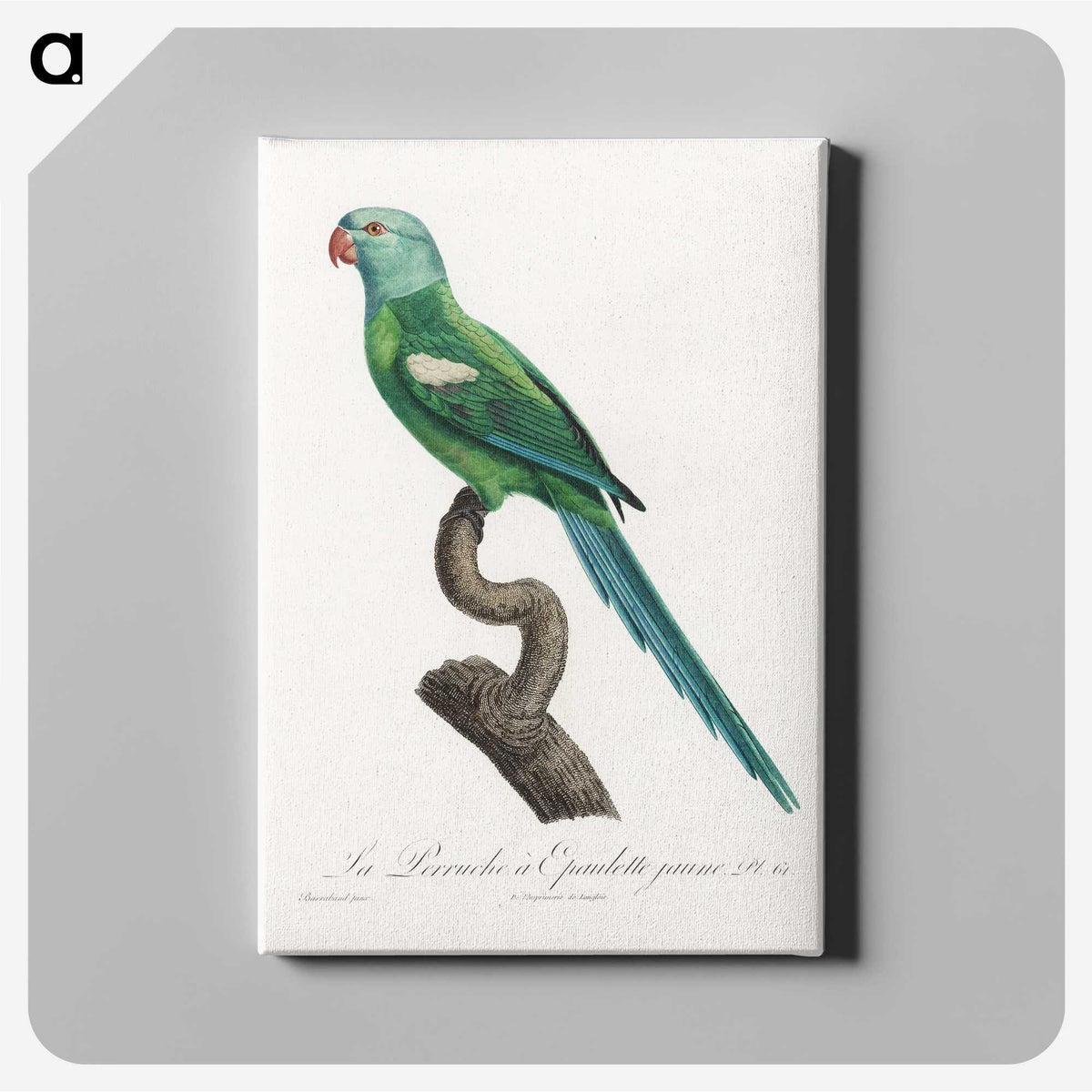 1-23_Francois-Levaillant_canvas