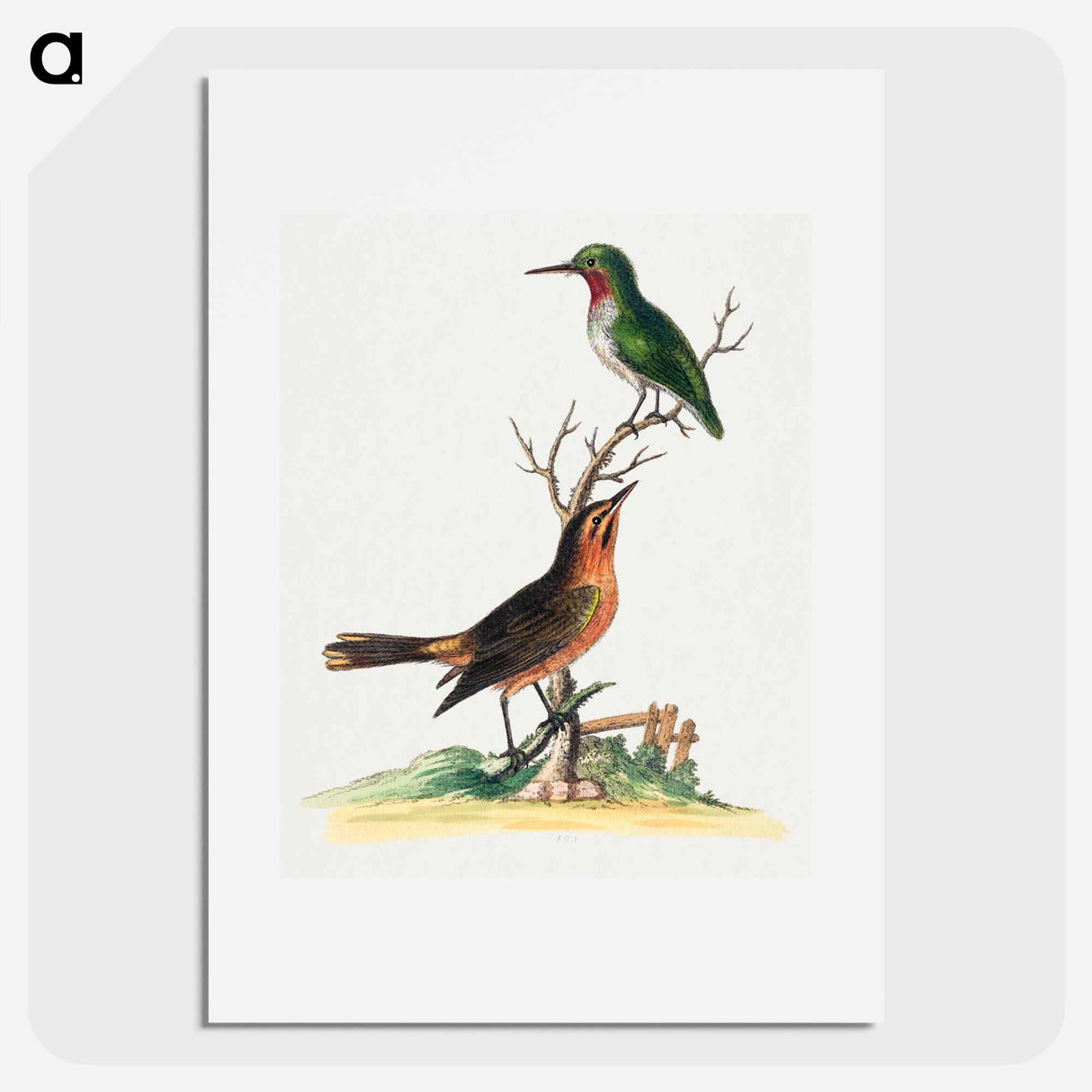 アートポスター-Birds by Edwards
- ジョージ エドワーズ Poster.