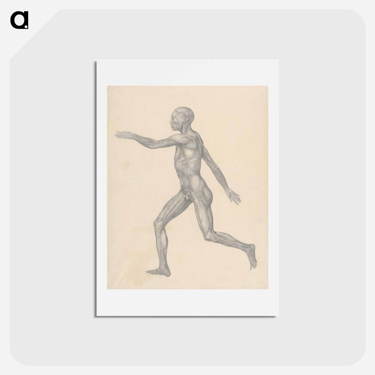 アートポストカード-Human Figure, Lateral View
- ジョージ スタッブス Postcard.
