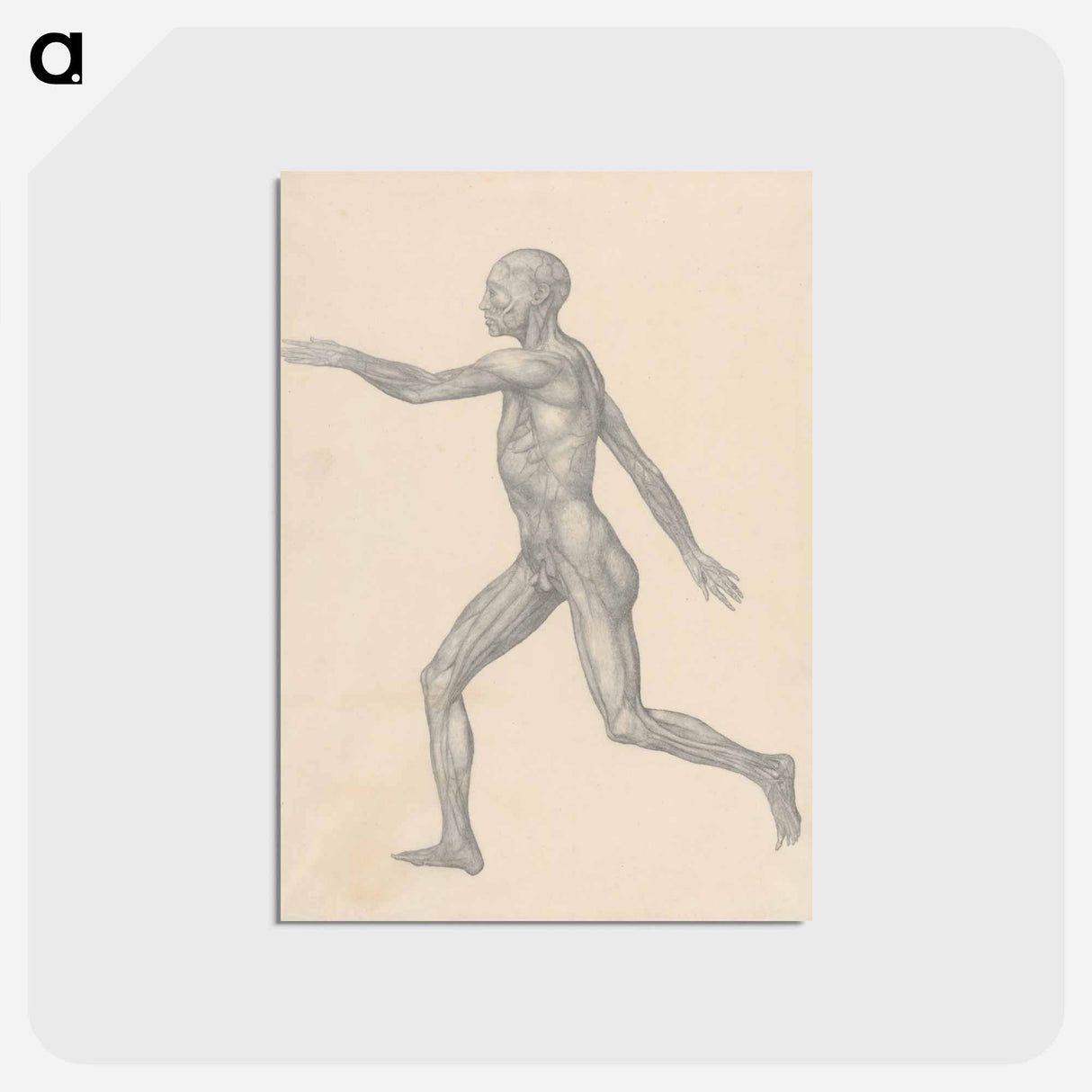 アートポストカード-Human Figure, Lateral View
- ジョージ スタッブス Postcard.