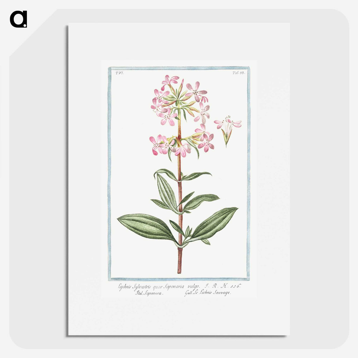 1-23_Hortus-Romanus-Botanical-Plates_picture