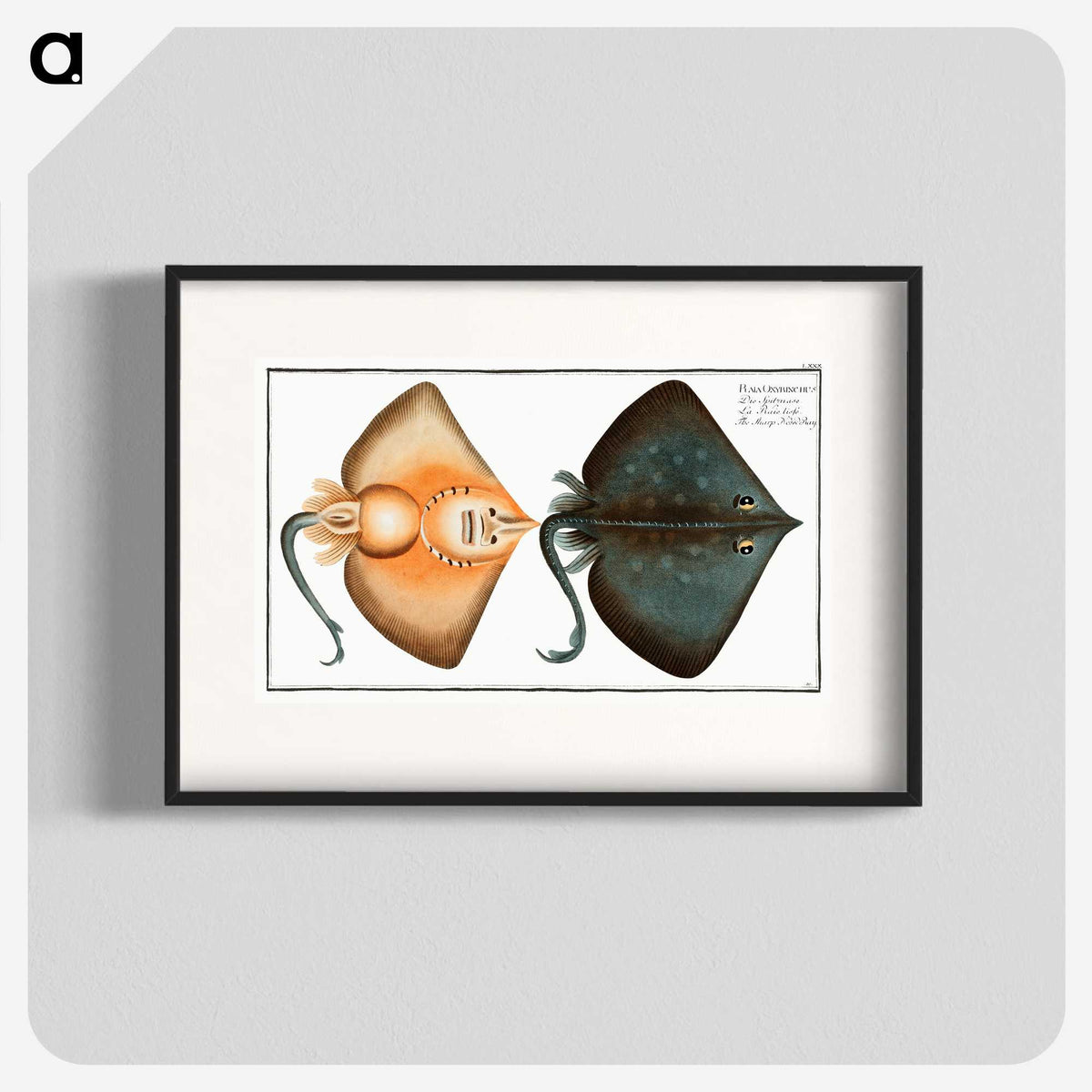 1-23_Ichtyologie-ou-Histoire-naturelle_blk