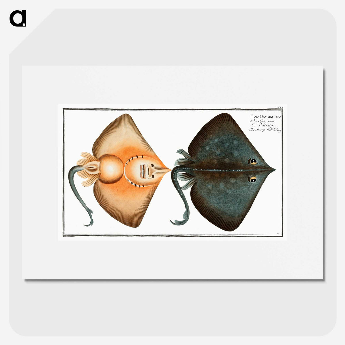 1-23_Ichtyologie-ou-Histoire-naturelle_picture