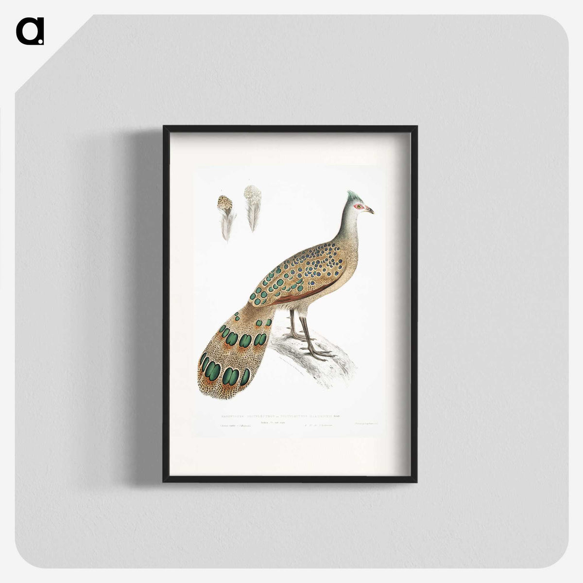 1-23_Indian-Zoology_blk
