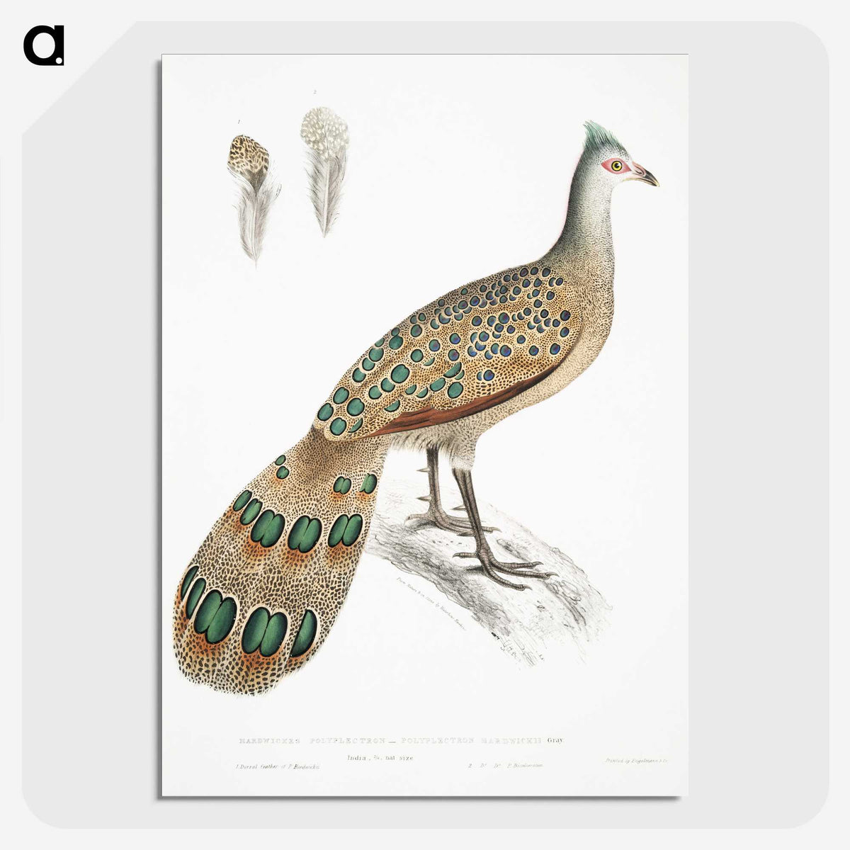 1-23_Indian-Zoology_picture-crop
