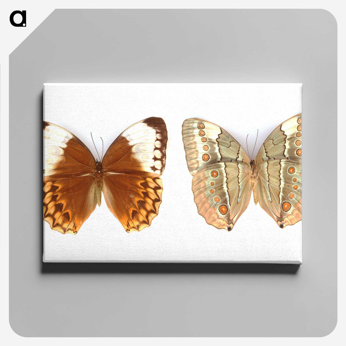 1-23_Insects-Unlocked-Project_canvas