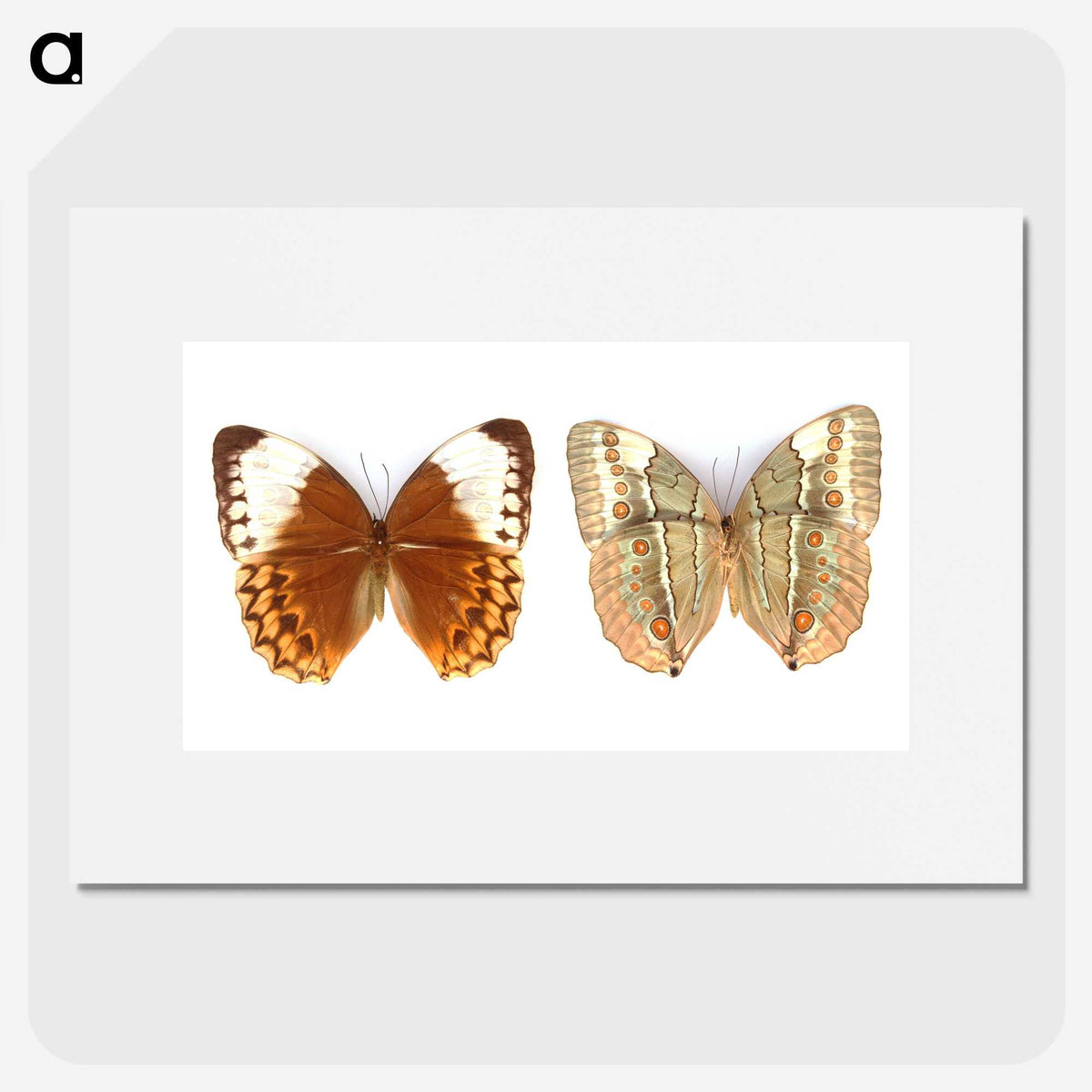 1-23_Insects-Unlocked-Project_picture