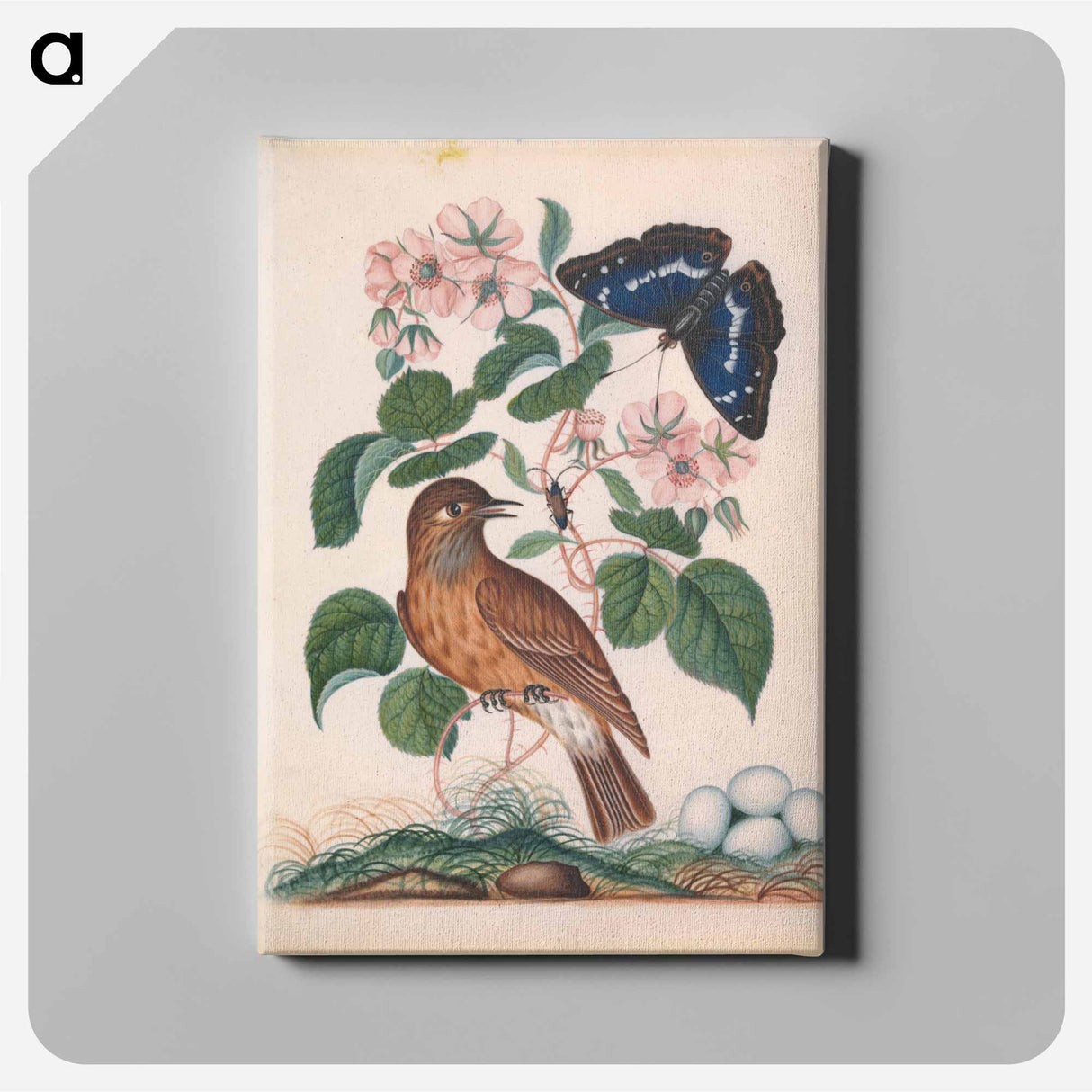 アートパネル-Anna Blackburne's Natural History Cabinet
- ジェームズ ボルトン Canvas.