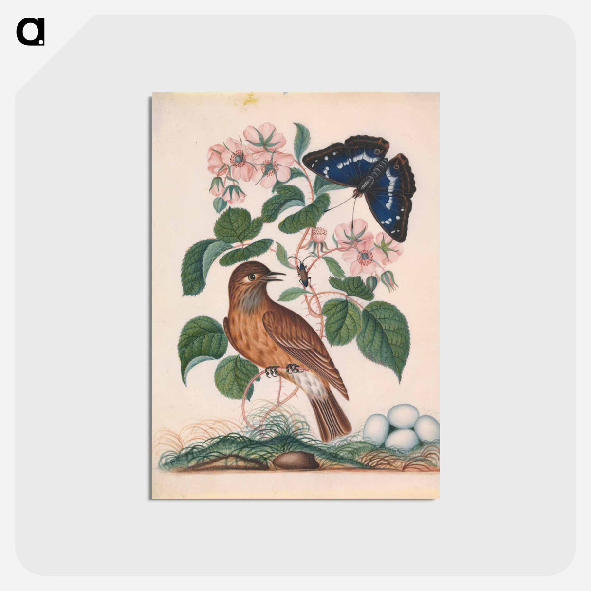 アートポストカード-Anna Blackburne's Natural History Cabinet
- ジェームズ ボルトン Postcard.