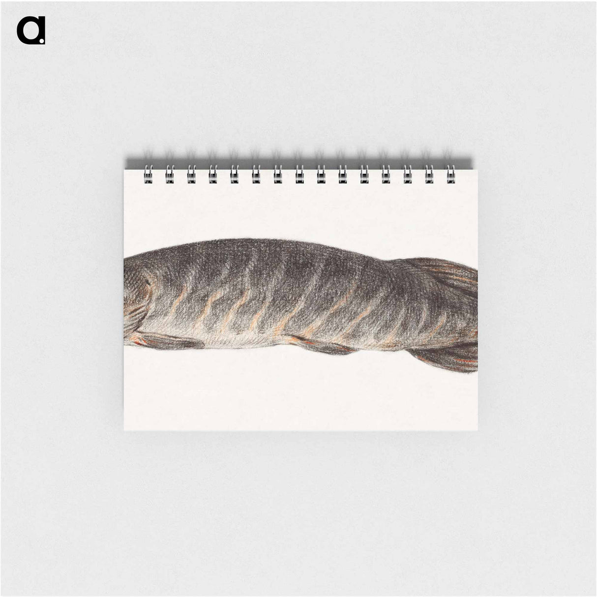 Pike-fish - ジャン ベルナール Memo.