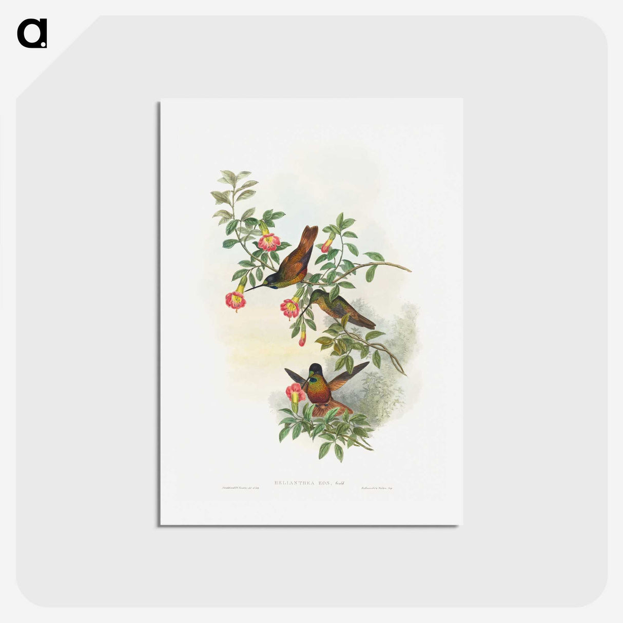 1-23_John-Gould_hagaki