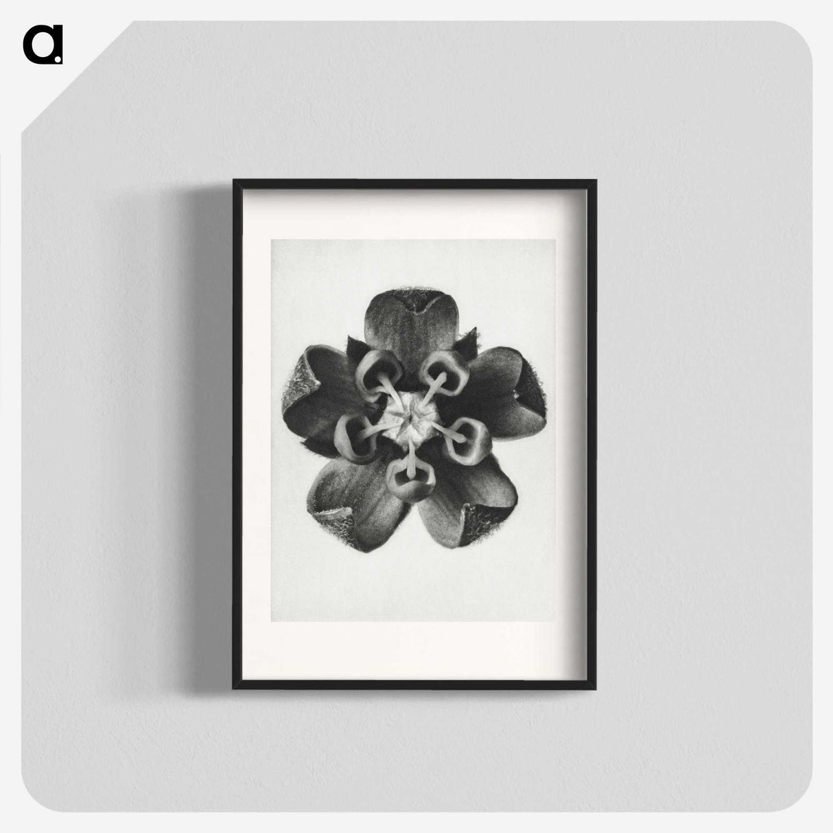1-23_Karl-Blossfeldt_blk