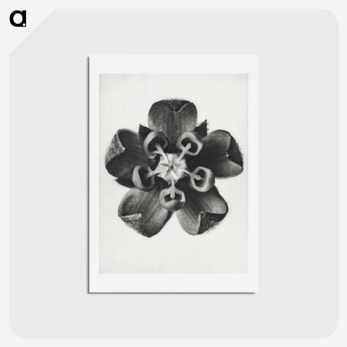 1-23_Karl-Blossfeldt_hagaki